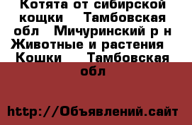 Котята от сибирской кощки. - Тамбовская обл., Мичуринский р-н Животные и растения » Кошки   . Тамбовская обл.